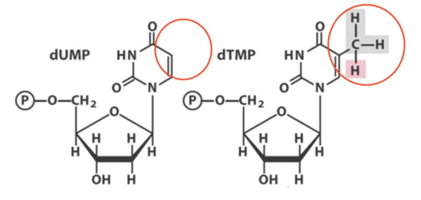 <p>How is deoxythymidine produced</p>