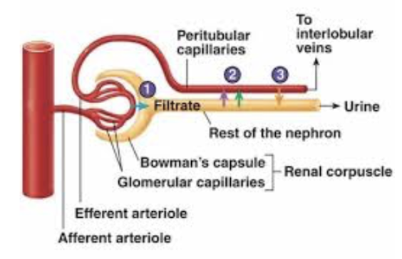 <p><strong>LOCATION</strong> </p><ul><li><p><span style="color: purple;"><strong><u><mark data-color="yellow" style="background-color: yellow; color: inherit;"><span>Cortical Nephron</span></mark><mark data-color="purple" style="background-color: purple; color: inherit;"><span> </span></mark></u></strong></span>→ <span style="color: purple;"><strong><mark data-color="purple" style="background-color: purple; color: inherit;"><span>Renal Tubule</span></mark></strong></span></p></li></ul><p><span style="color: blue;"><strong><span>STRUCTURE</span></strong></span></p><ul><li><p>Arise from efferent arterioles → Empty into venules</p></li><li><p>Cling to ajacent renal tubules in cortex</p></li></ul><p><span style="color: red;"><strong><span>FUNCTION </span></strong></span></p><ol><li><p>Low-pressure, porpus capillaries adapted for absorption ot water and solutes</p></li></ol><p></p>