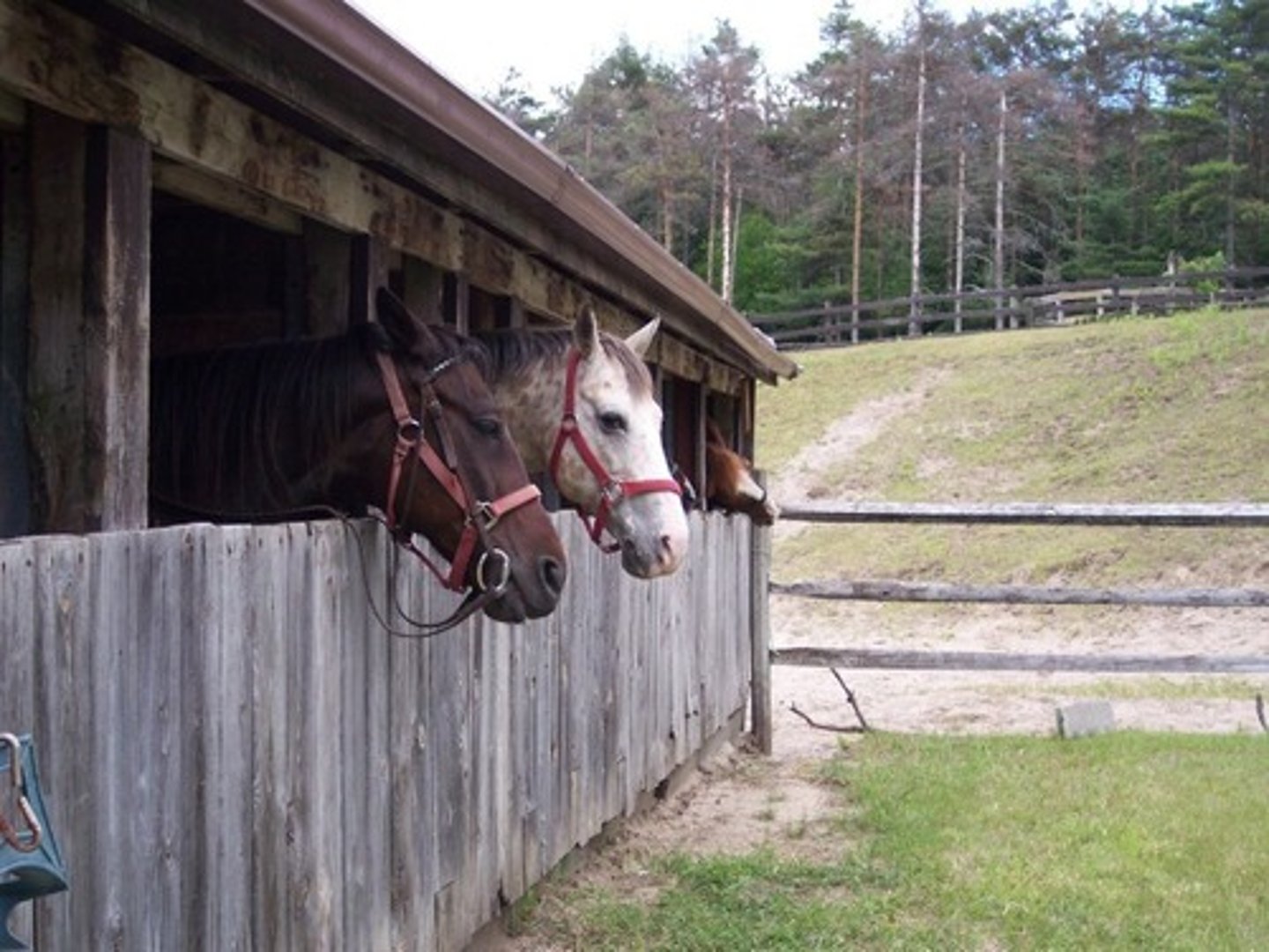 <p>sitio destinado a caballos</p>
