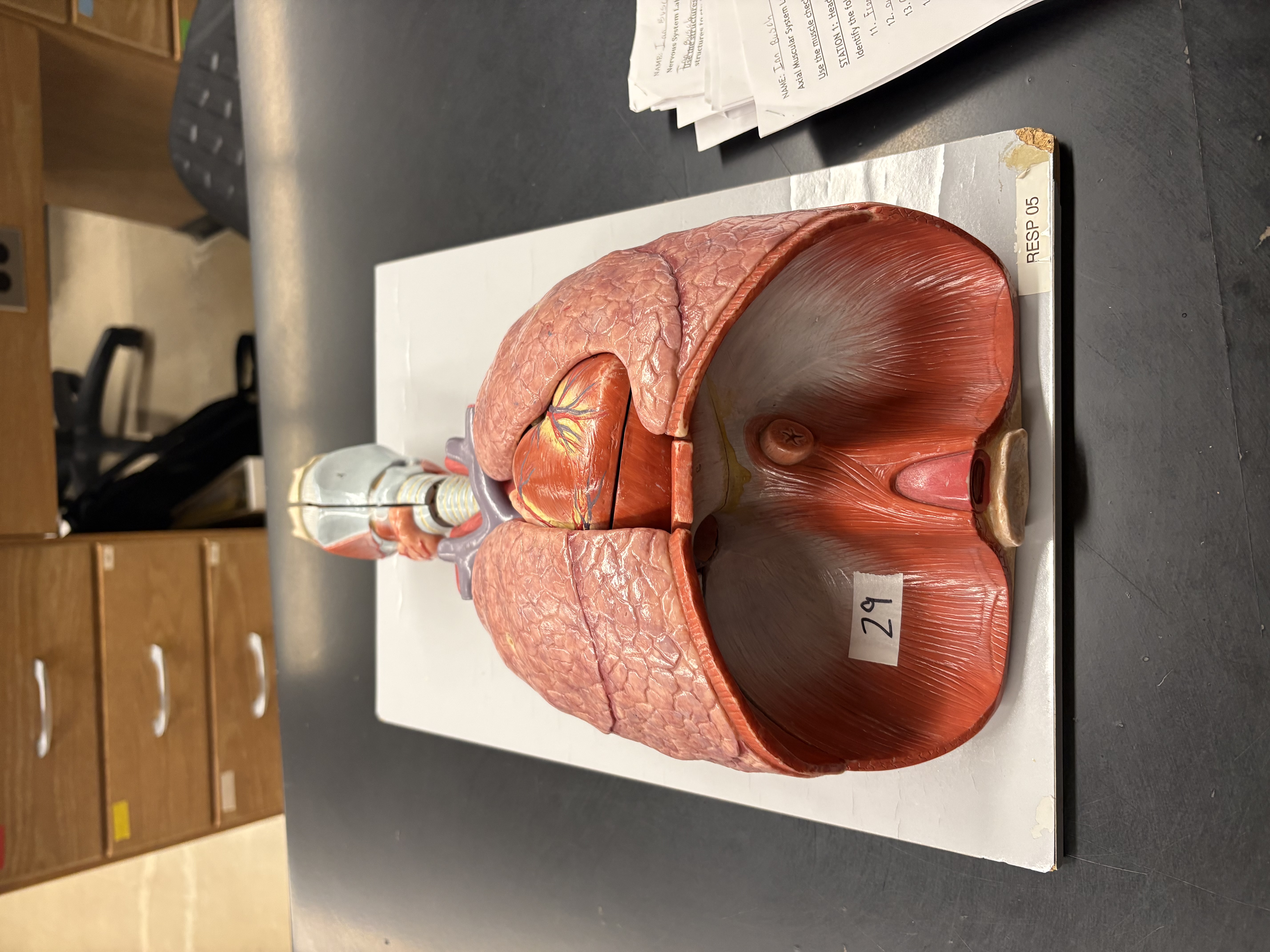 <p>prime mover of inspiration</p>