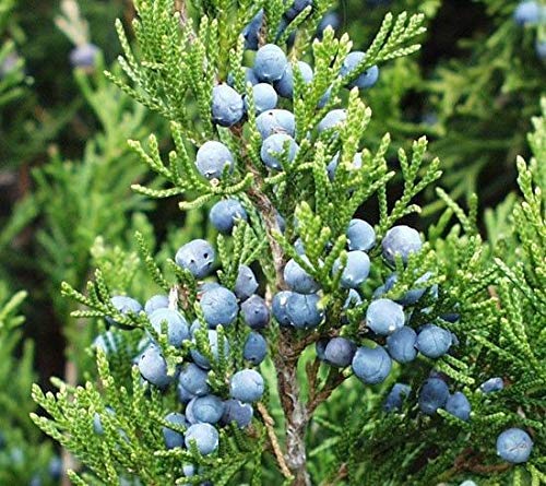 Juniperus virginiana