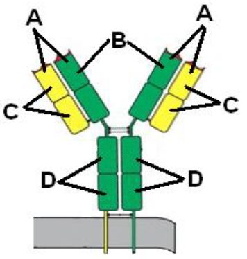Which parts of the antibody shown at the right undergo somatic recombination? 

\
A. all 4 parts labeled 'A' 

B. both parts labeled 'B' 

C. all 4 parts labeled 'C' 

D. all 4 parts labeled 'D' 

E. The whole antibody undergoes somatic recombination with other antibodies. 