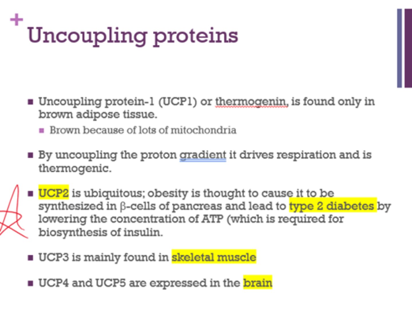 <p>1. brown adipose tissue</p><p>2. obesity and type II diabetes</p><p>3. skeletal muscle</p><p>4. brain</p>