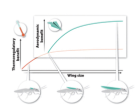 <p>This figure illustrates that ___.</p>