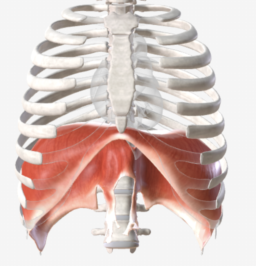 <p>What is diaphragm made of? What does it attach to? How and where does it move?</p>