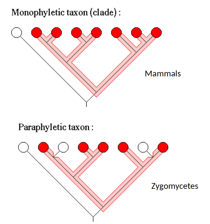  considered paraphyletic.

 A group composed of a collection of organisms, including the most recent common ancestor of all those organisms.

 

HOWEVER, unlike a monophyletic group, **a paraphyletic taxon does not include all the descendants of the most recent common ancestor.** 

\
Frankly, there is still a lot of disagreement on what constitutes the Zygomycetes

\
We include them because they don’t produce zygomycetes stuff???