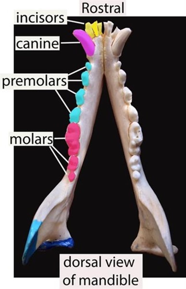 <p>Total number of permanent molars, lower arch, dog</p>