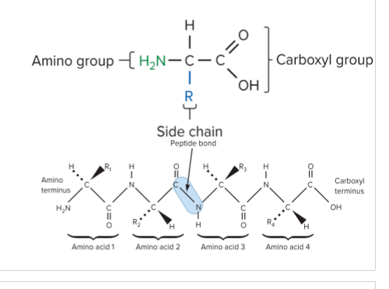<p>amino group, side chain, carboxyl group</p>