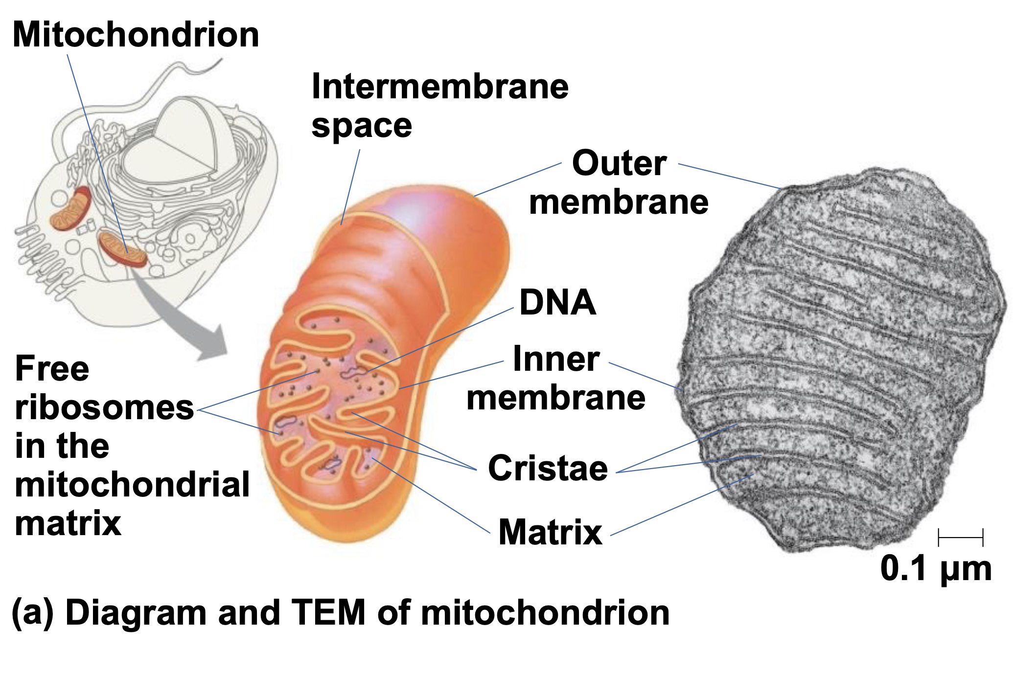  \n .Mitochondria are in nearly all eukaryotic cells \n .They have a smooth outer membrane and an inner membrane folded into cristae \n .The inner membrane creates two compartments: intermembrane space and mitochondrial matrix \n .Some metabolic steps of cellular respiration are catalyzed in the mitochondrial matrix \n .Cristae present a large surface area for enzymes that synthesize ATP