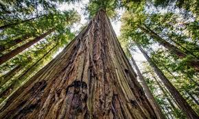 <p>Redwood trees flourish in the foggy climate in California.  This is a description of</p><p></p>