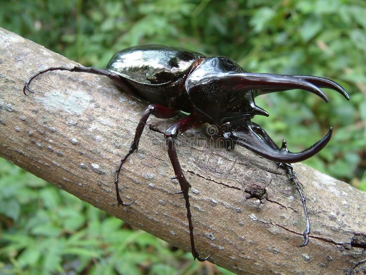 <p>Horned atlas</p>