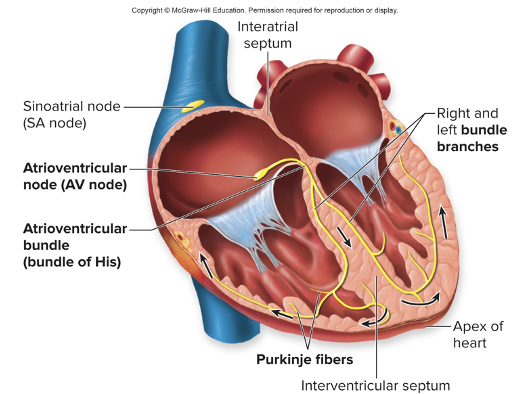 <p>Electrical Activity of the Heart: conduction of impulses, time</p><ul><li><p>how to action potentials spread in the SA node, AV node, and bundle of His?</p></li></ul><p></p>