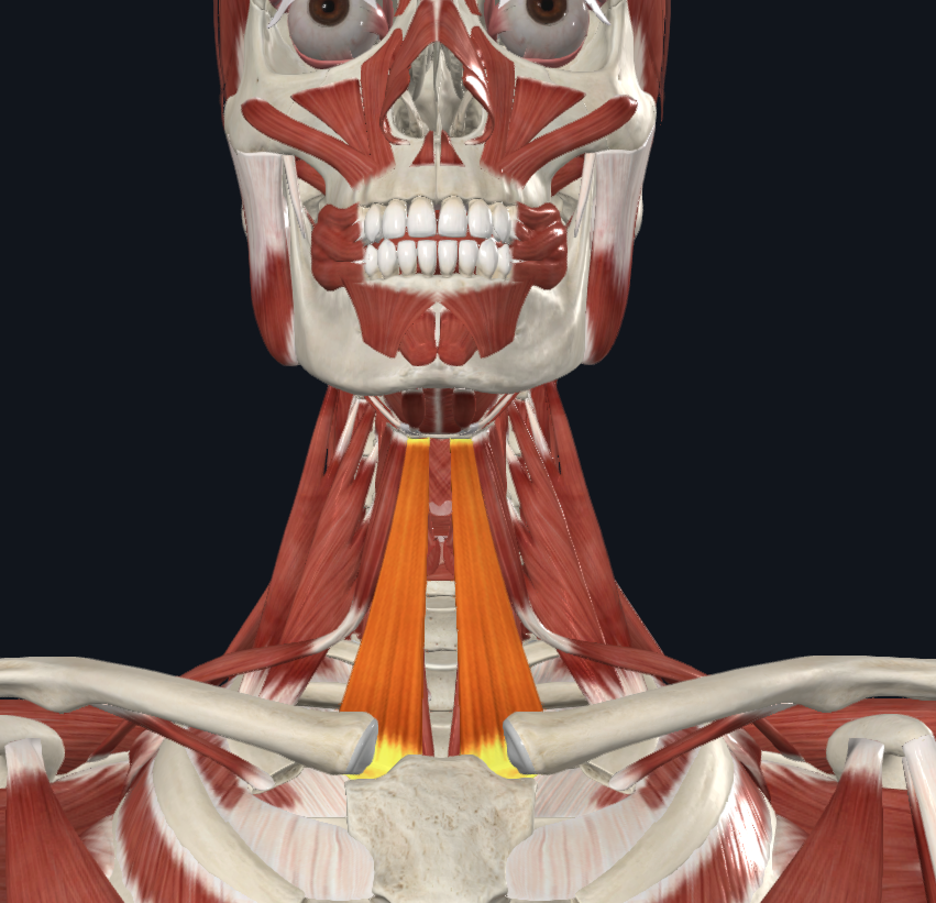<p><strong>Nombre alterno: </strong>Esternohioideo</p><p><strong><mark data-color="yellow" style="background-color: yellow; color: inherit">Origen: </mark></strong><mark data-color="yellow" style="background-color: yellow; color: inherit">Cara posterior de la tercera parte interna de la clavícula y cara posterior del manubrio del esternón</mark></p><p><strong><mark data-color="blue" style="background-color: blue; color: inherit">Inserción:</mark></strong><mark data-color="blue" style="background-color: blue; color: inherit"> Borde inferior del hioides</mark></p><p><strong><mark data-color="red" style="background-color: red; color: inherit">Acción: </mark></strong><mark data-color="red" style="background-color: red; color: inherit">Abatidor del Hioides</mark></p><p><strong><mark data-color="purple" style="background-color: purple; color: inherit">Inervación: </mark></strong><mark data-color="purple" style="background-color: purple; color: inherit">Asa del hipogloso (Cervicales I, II, III)</mark><strong><br><mark data-color="green" style="background-color: green; color: inherit">Relaciones: X</mark></strong></p><p><strong>Notas:</strong></p><p>Infrahioideo</p>