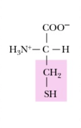 <p>Cystenine</p>