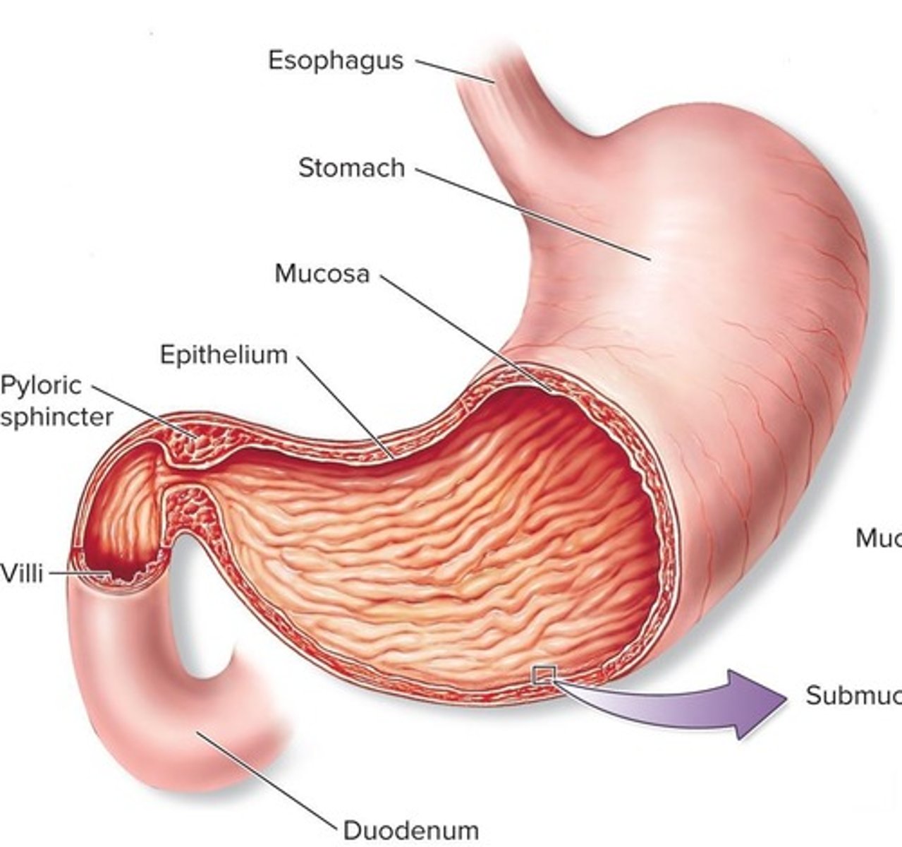 <p>A saclike portion of the digestive tract that contains an extra layer of smooth muscle for churning food.</p>