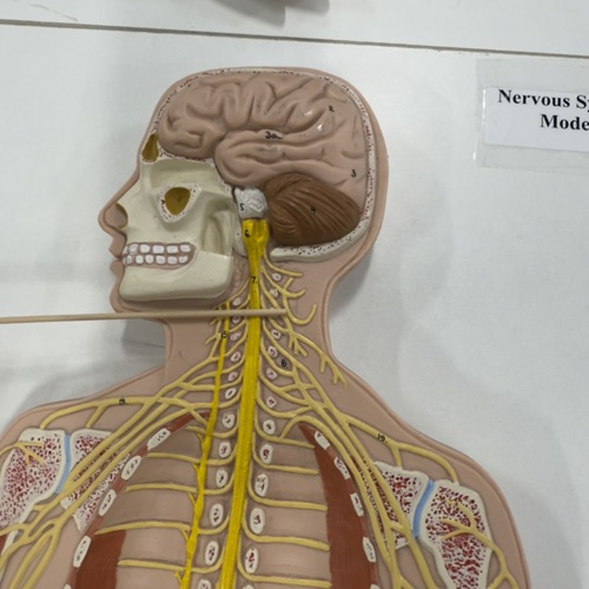 <p>Identify the structure.</p>