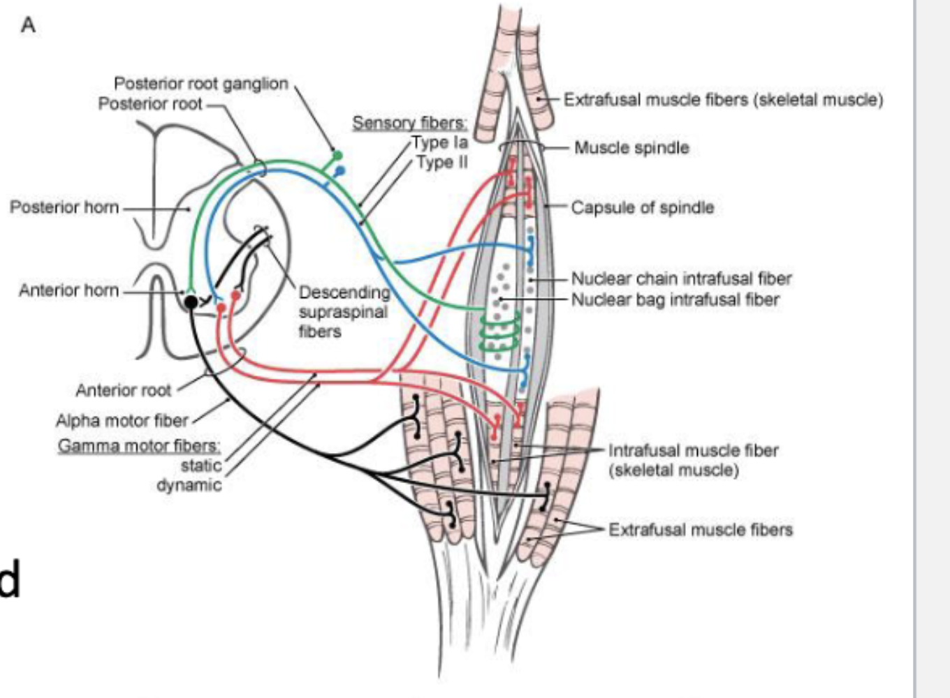 <p><strong><u>***muscle length; ***monosynaptic stretch reflex</u></strong></p><ul><li><p><strong><u>***structure of the muscle spindle:</u></strong></p><ul><li><p><strong><u>intrafusal fibers</u></strong><u>:</u> <strong><u>nuclear bag and nuclear chain fiber innervated by gamma motor neurons</u></strong></p></li><li><p><strong><u>sensory endings:</u></strong> <em>group Ia and group II</em> afferents: enter into the dorsal root and into the spinal cord; <strong><u>can activate alpha motor neurons at the level of the spinal cord</u></strong></p><ul><li><p><strong><u>group Ia afferents:</u></strong></p><ul><li><p><strong><u>responsive to small, phasic stretches</u></strong>; velocity-dependent</p></li><li><p><strong><u>associated with nuclear bag fiber</u></strong></p></li></ul></li><li><p><strong><u>group II afferents:</u></strong></p><ul><li><p><strong><u>responsive to sustained stretch</u></strong></p></li><li><p><strong><u>associated with nuclear chain fiber</u></strong></p></li></ul></li></ul></li></ul></li></ul><p>==</p><ul><li><p>muscle is stretched</p></li><li><p>—&gt; <strong><u>muscle spindle is stretched</u></strong></p><ul><li><p>—&gt; <strong><u>primary afferents fire (inner structures ^)</u></strong></p></li></ul></li><li><p>—&gt; <strong><u>causes activation of alpha motor neuron</u></strong></p><p><strong><u>==&gt; causes muscle contraction = monosynaptic stretch reflex (function ^)</u></strong></p></li></ul><p></p>