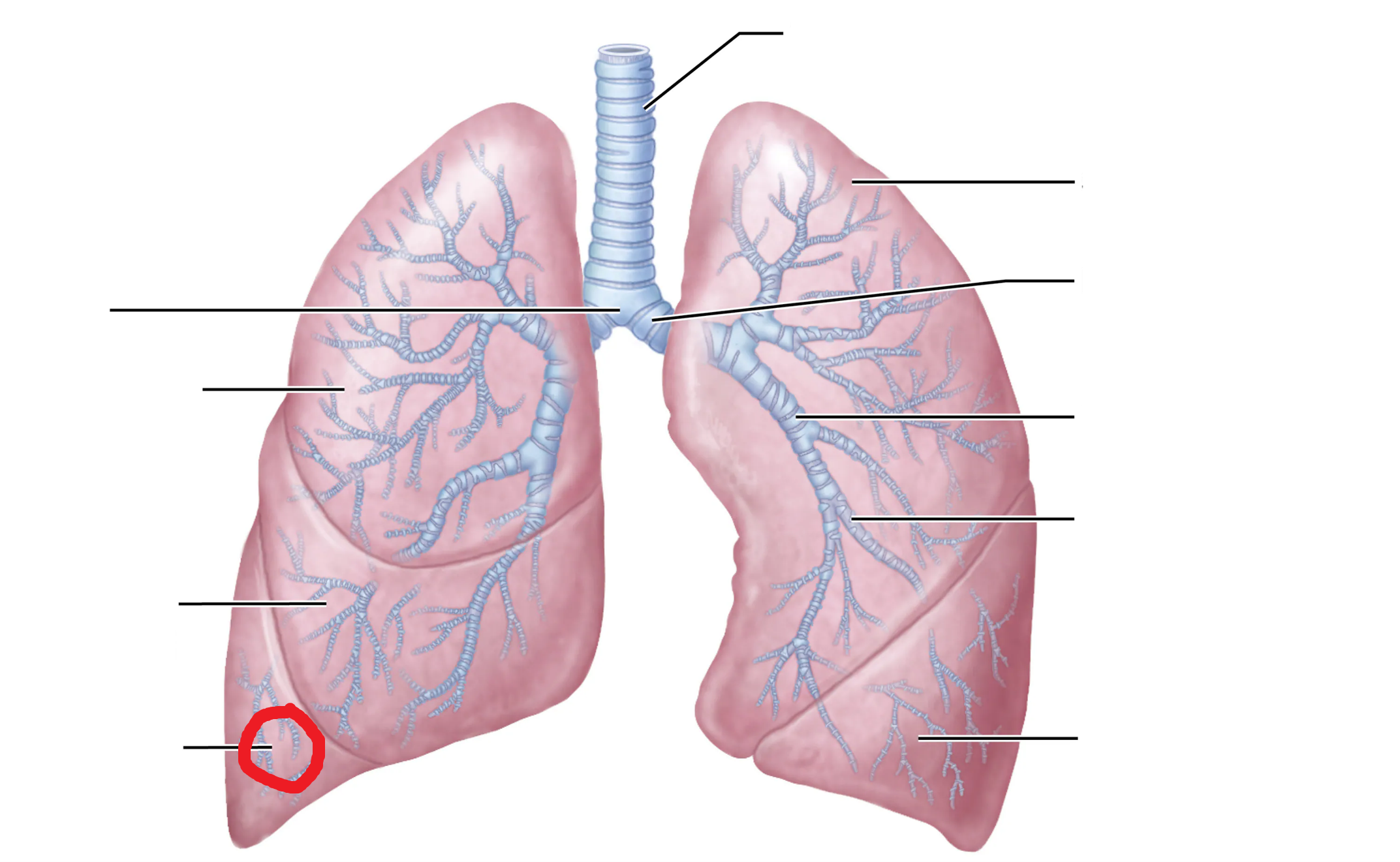 <p>What is the area marked in red?</p>