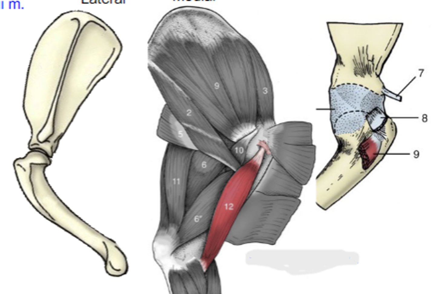 <p>What muscle is shown?</p>