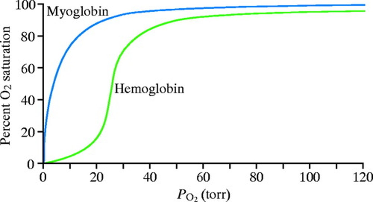 <p>Hemoglobin has a sigmoidal "S" shaped curve because it exhibits positive-cooperative binding. Myoglobin has a hyperbolic curve since it exhibits non-cooperative binding.</p>