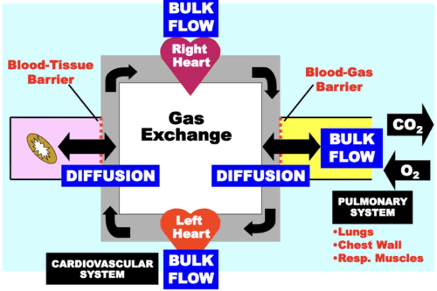 <p>transports gases across biological membrane barriers within the respiratory circuit</p><p>- provides a physiologically important and energetically favorable mechanism for the movement of these gases within the respiratory system</p><p>- disorders that damage membrane barriers (e.g. emphysema) pathophysiologically impair gas diffusion</p>