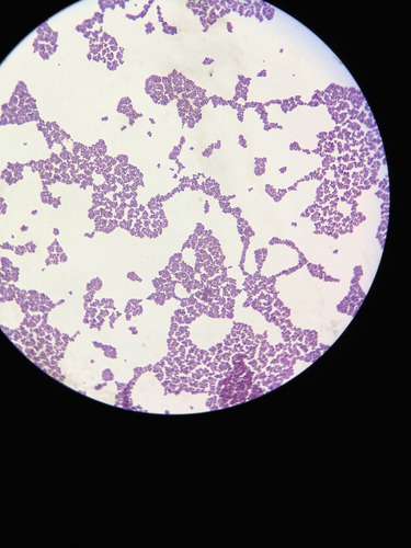 Identify the gram reaction, shape and arrangement