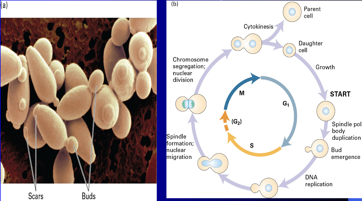 <ul><li><p>a single-celled eukaryote that reproduces asexually through asymmetric division, </p></li><li><p>where a small daughter cell forms as an outgrowth (a bud) on the larger mother cell. Its cell cycle, like other eukaryotes, </p></li><li><p>consists of four main phases: G1 (growth and commitment to division), S (DNA replication), G2 (preparation for division), and M (nuclear division and separation of the mother and bud). </p></li><li><p>The formation of the bud is initiated around the same time the cell enters S phase, marking the crucial regulatory point known as START.</p></li></ul><p></p>