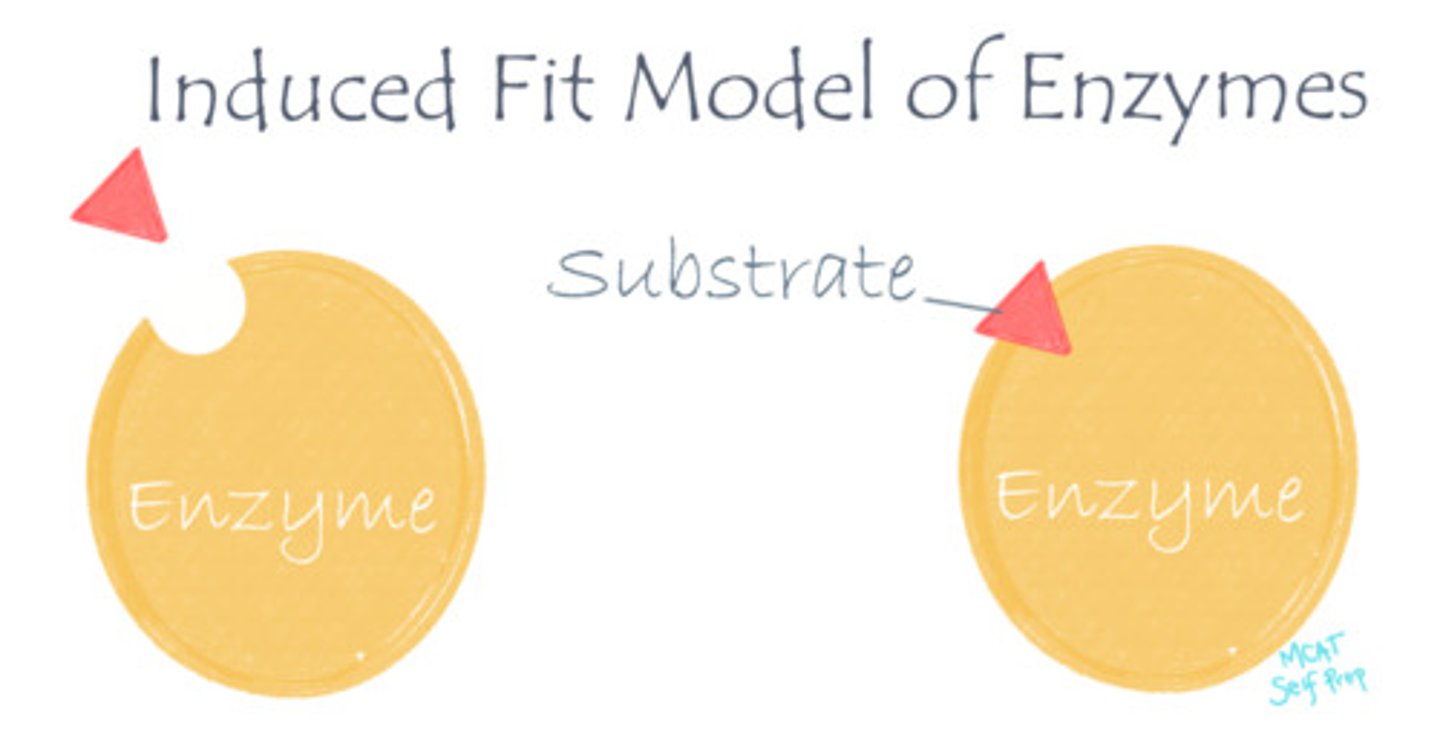 <p>The induced fit model of enzymes says that enzymes and substrates do not fit together like rigid puzzle pieces (as suggested in the "lock and key" model), but rather act like two pieces of clay that will both "mold together" and alter their shape/conformation to tightly bond.</p>