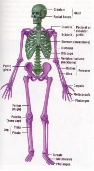 <p>Bones of the midline: Skull, mandible, sternum, vertebral column, sacrum, ribcage</p>