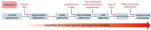 <p><span><u>Basic cause of cancer</u> = Damage to specific genes (mutations) that accumulate in somatic cells (somatic mutations) over time until a cell loses a critical number of growth-controlled mechanisms and initiates a tumor&nbsp;</span></p><ul><li><p class="Paragraph SCXW148106706 BCX0" style="text-align: left"><span>Mutations involved in regulating cell growth &amp; differentiation may occur and can lead to deregulation of growth and cell cycle madness&nbsp;</span></p><ul><li><p class="Paragraph SCXW148106706 BCX0" style="text-align: left"><span>If only one mutation were able to convert healthy cells into cancerous cells, we would not be viable organisms (need multiple mutations for cancer to develop)&nbsp;</span></p></li></ul></li></ul><ul><li><p class="Paragraph SCXW148106706 BCX0" style="text-align: left"><span>At least 5 mutations are required for onset of clinically observable tumors:&nbsp;</span></p></li></ul><ol><li><p class="Paragraph SCXW148106706 BCX0" style="text-align: left"><span>Gene amplification: extra copies of a single gene are transcribed&nbsp;</span></p></li></ol><ol start="2"><li><p class="Paragraph SCXW148106706 BCX0" style="text-align: left"><span>Nonsense mutations&nbsp;</span></p></li></ol><ol start="3"><li><p class="Paragraph SCXW148106706 BCX0" style="text-align: left"><span>Gene deletion: loss of a sequence of nucleotides within an exon or splice site&nbsp;</span></p></li></ol><ol start="4"><li><p class="Paragraph SCXW148106706 BCX0" style="text-align: left"><span>Gene rearrangements: in Ig-producing cells (T and B) can produce massive clonal populations&nbsp;</span></p></li></ol><ol start="5"><li><p class="Paragraph SCXW148106706 BCX0" style="text-align: left"><span>Point mutations: replacement of a single nucleotide&nbsp;</span></p></li></ol><ul><li><p class="Paragraph SCXW148106706 BCX0" style="text-align: left"><span>Other causes include genetic alterations of specific molecules such as integrins or chromosome issues&nbsp;</span></p></li></ul><ul><li><p class="Paragraph SCXW148106706 BCX0" style="text-align: left"><span>Specific genetic alterations are associated with specific caners&nbsp;</span></p></li></ul><p></p>