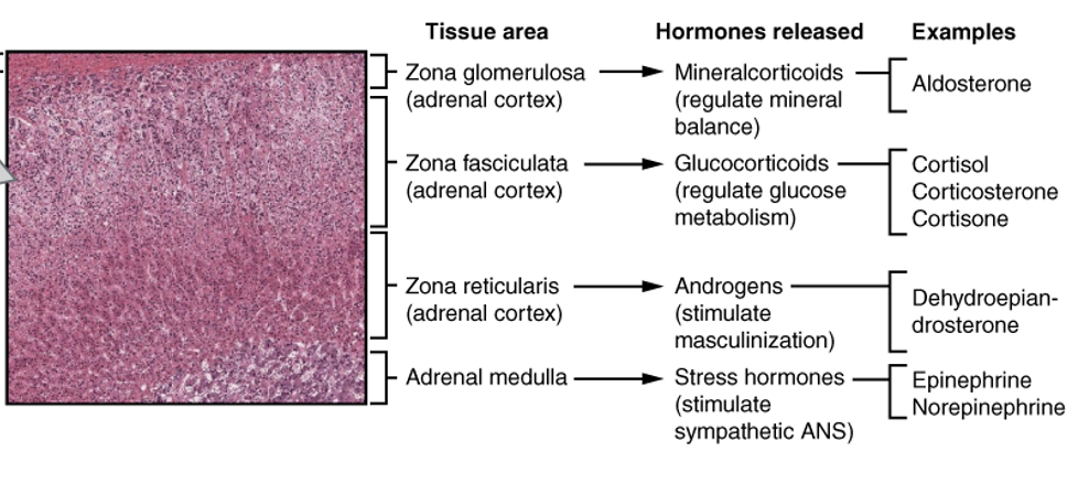 <p>adrenal gland</p>