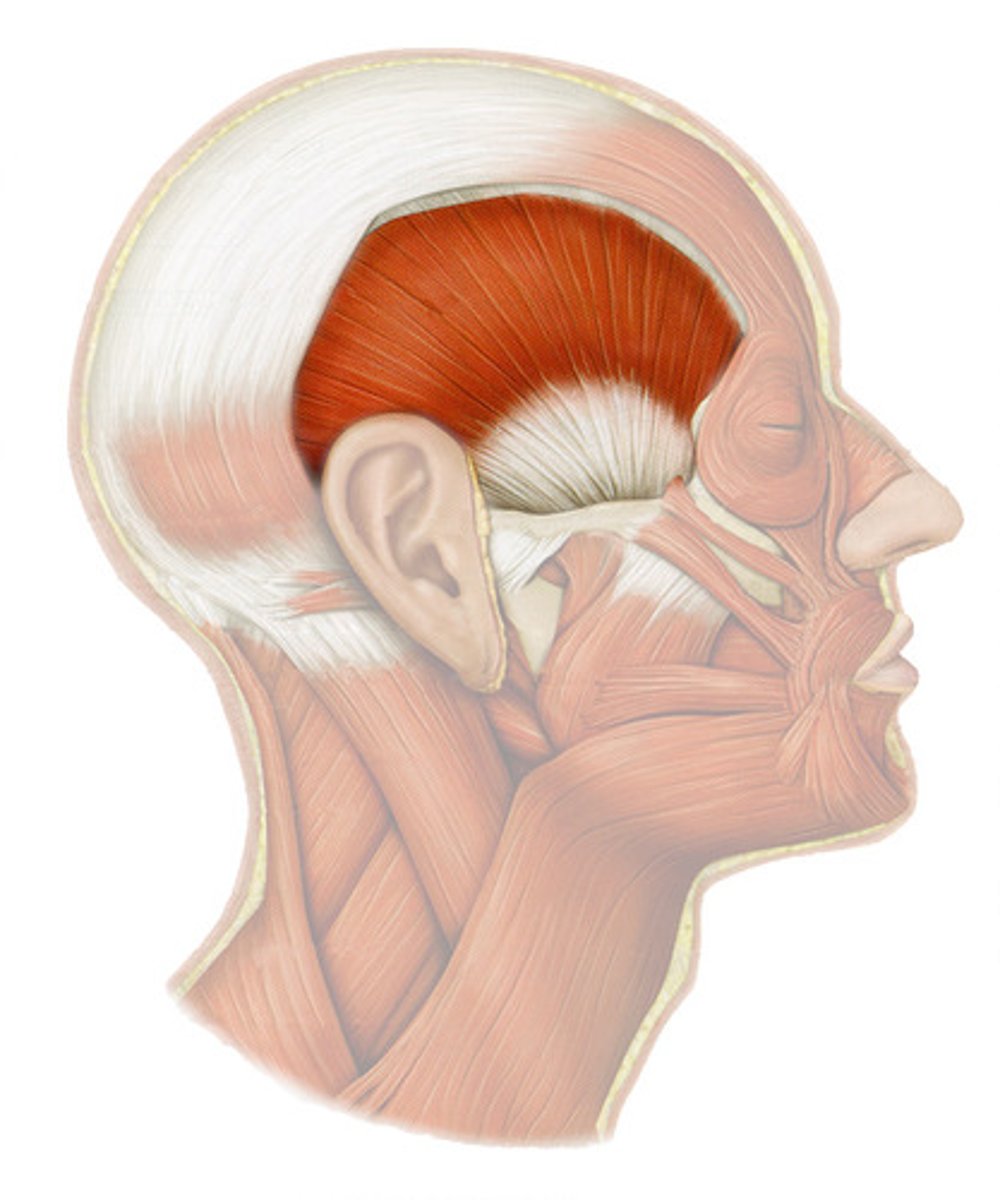 <p>Origin: Temporal bone </p><p>Insertion: Coronoid process of mandible </p><p>Action: Elevates, closes mandible </p>