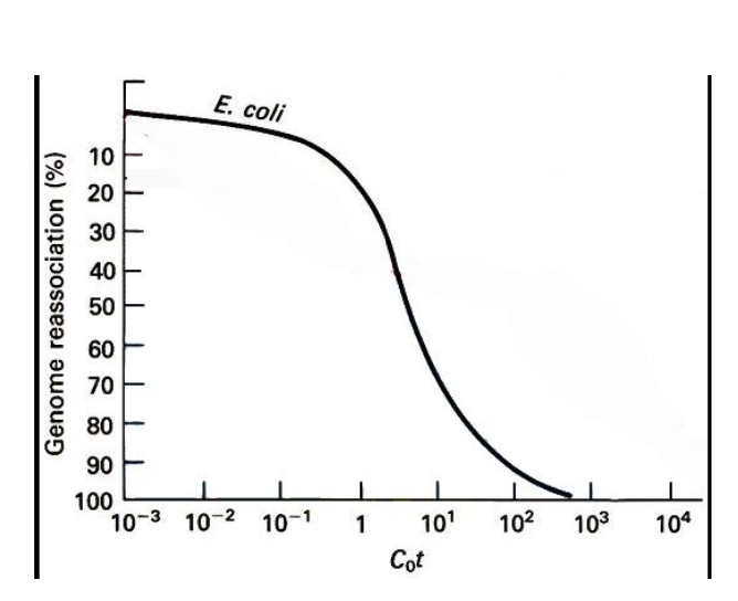 <p>DENATURE + REANNEAL</p><p>-Shearing dna to 1.000 bp length</p><p>denaturing the dna with heat</p><p>lowering the temp to allow re annealing</p><p></p><p><strong>Measure the % still single stranded at various time points</strong></p><p></p><p></p><p><u>Rate limiting step?</u></p><p>-<strong>Collision of 2 complementary molecules - (formation of the double strand)</strong></p><p>2nd order kinetics - rate of the association = initial concentration x time</p><p></p><p>reannealing - producs a Sigmodial curve - S SHAPED CURVE</p><p>-Characteristics of CoT analysis</p><p>S shaped curve</p><p>-Early on - conc of single stranded DNA is high </p><p>Later on - conc of single stranded dna is much lower </p><p></p><p><strong>CoT ½ value -</strong> the point where <strong>½ of the DNA is still single stranded </strong></p><p><strong>Unique sequences - CoT 1/2 value is much lower - faster reannealing</strong></p><p><strong>Repetitive sequences  CoT ½ sequence is much higher - slower reannealing </strong></p>