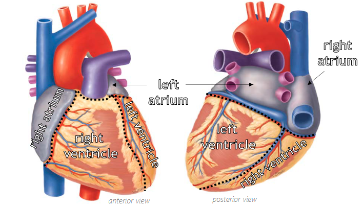 <p>In anatomical position, the heart is rotated left around the longitudinal axis, and its inferior end (apex) is tilted left and anteriorly. Different chambers are visible on anterior and posterior surfaces</p>