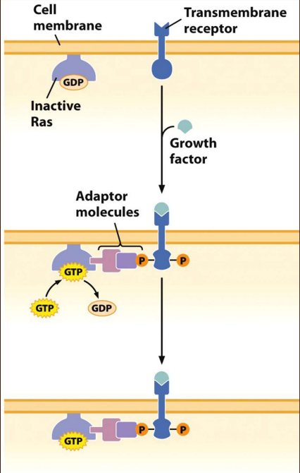 Mutates ~800x
- Binding of growth factor causes conformation change and phosphorylation
- Adaptor molecules bind to receptor and link to Ras
- Ras binds GTP and is activated