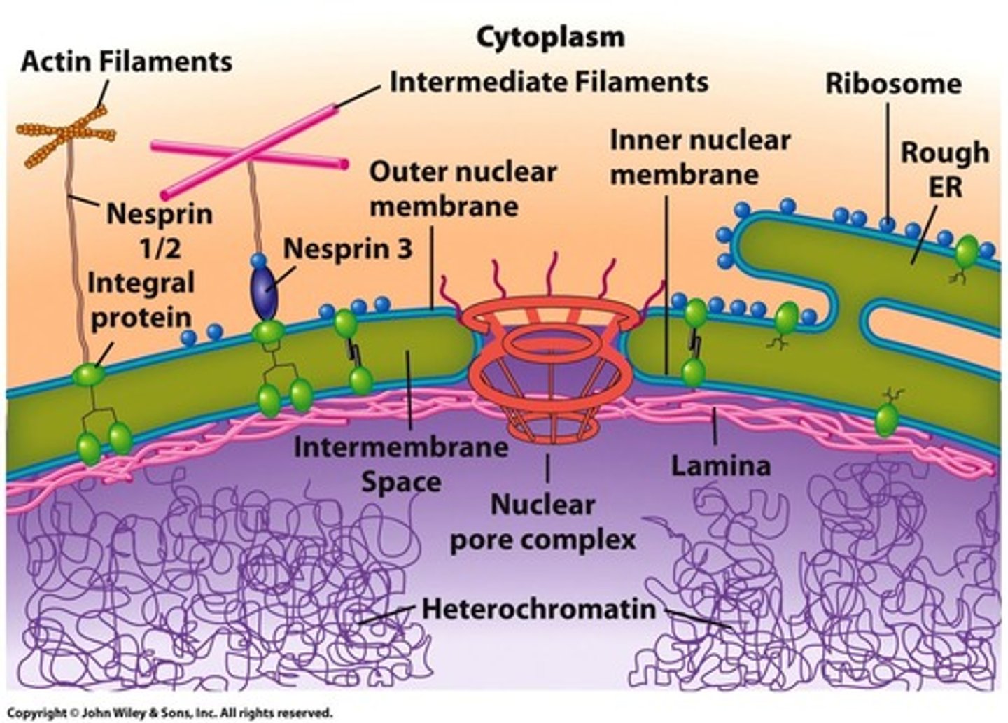 <p>Gateway for RNA and proteins across nuclear envelope.</p>
