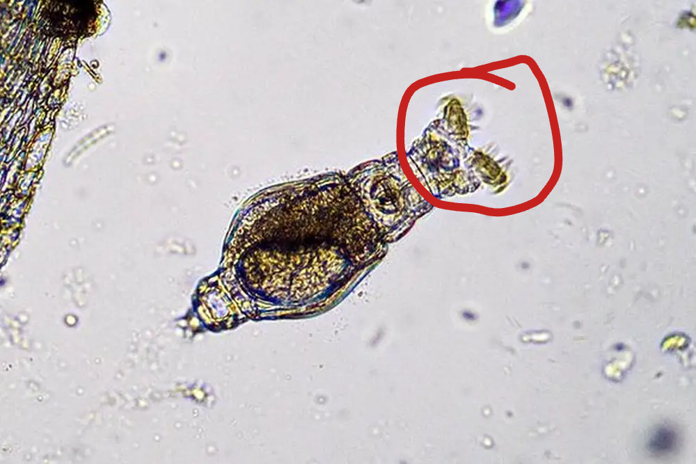 <p>What is the circled part of the rotifer called? And what is it made of?</p>