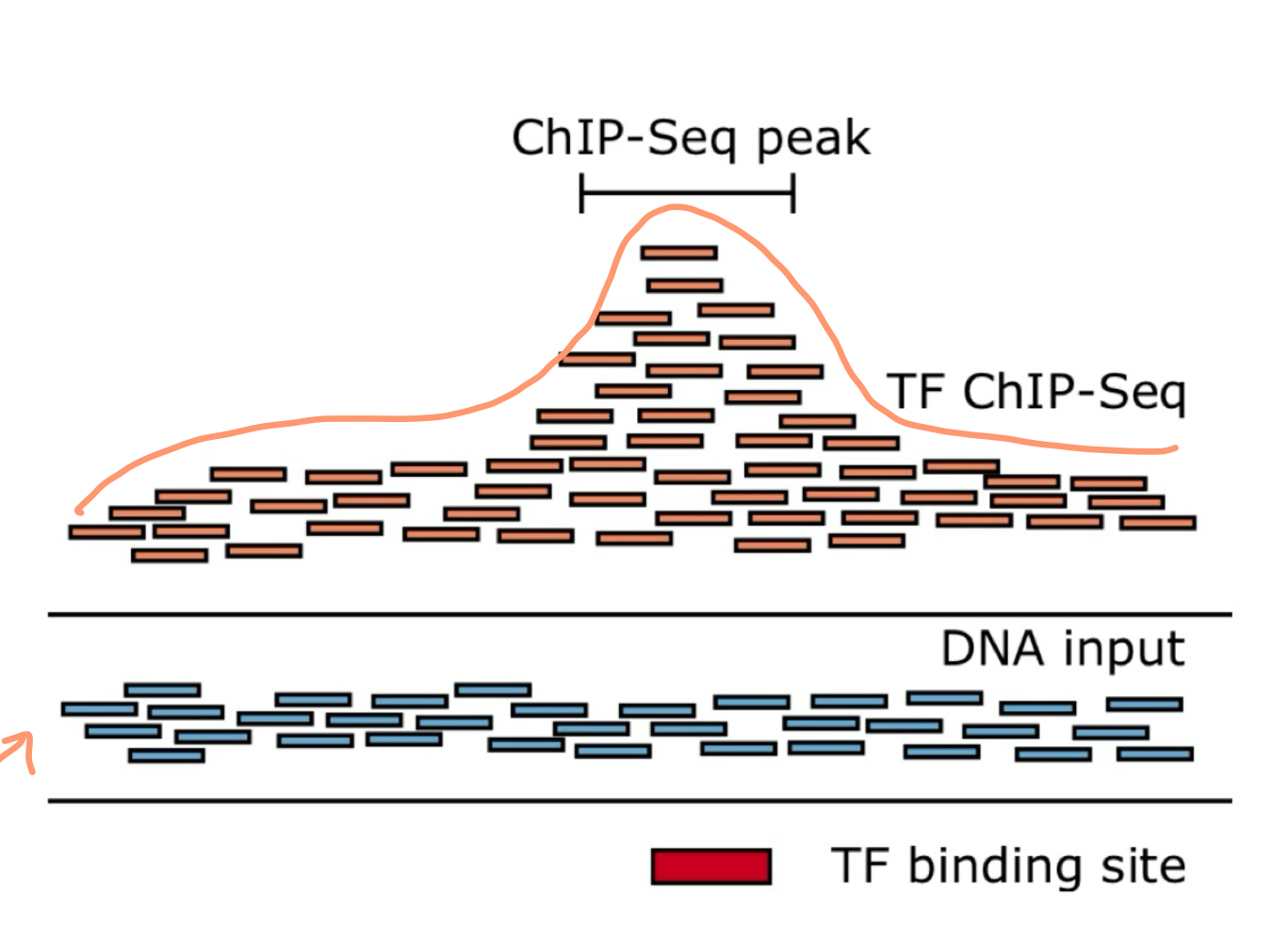 <p>What do peaks represent in ChIP-Seq results?</p>