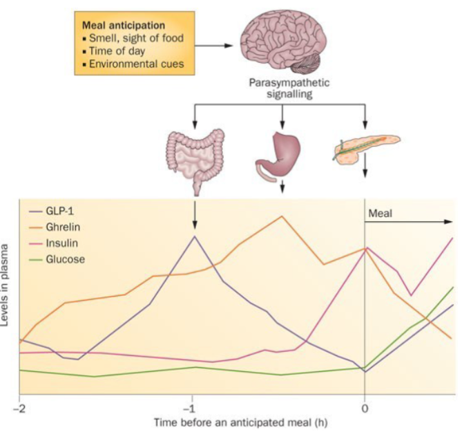 <ul><li><p>GLP-1 peaks around 1 h before a meal and return to baseline by meal start</p></li><li><p>ghrelin builds over time adn declines with feeding</p></li><li><p>insulin increases just before mealtime and in response to blood glucose</p></li></ul><p></p>