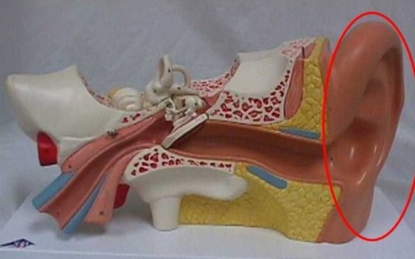 <p>external portion of the ear</p>