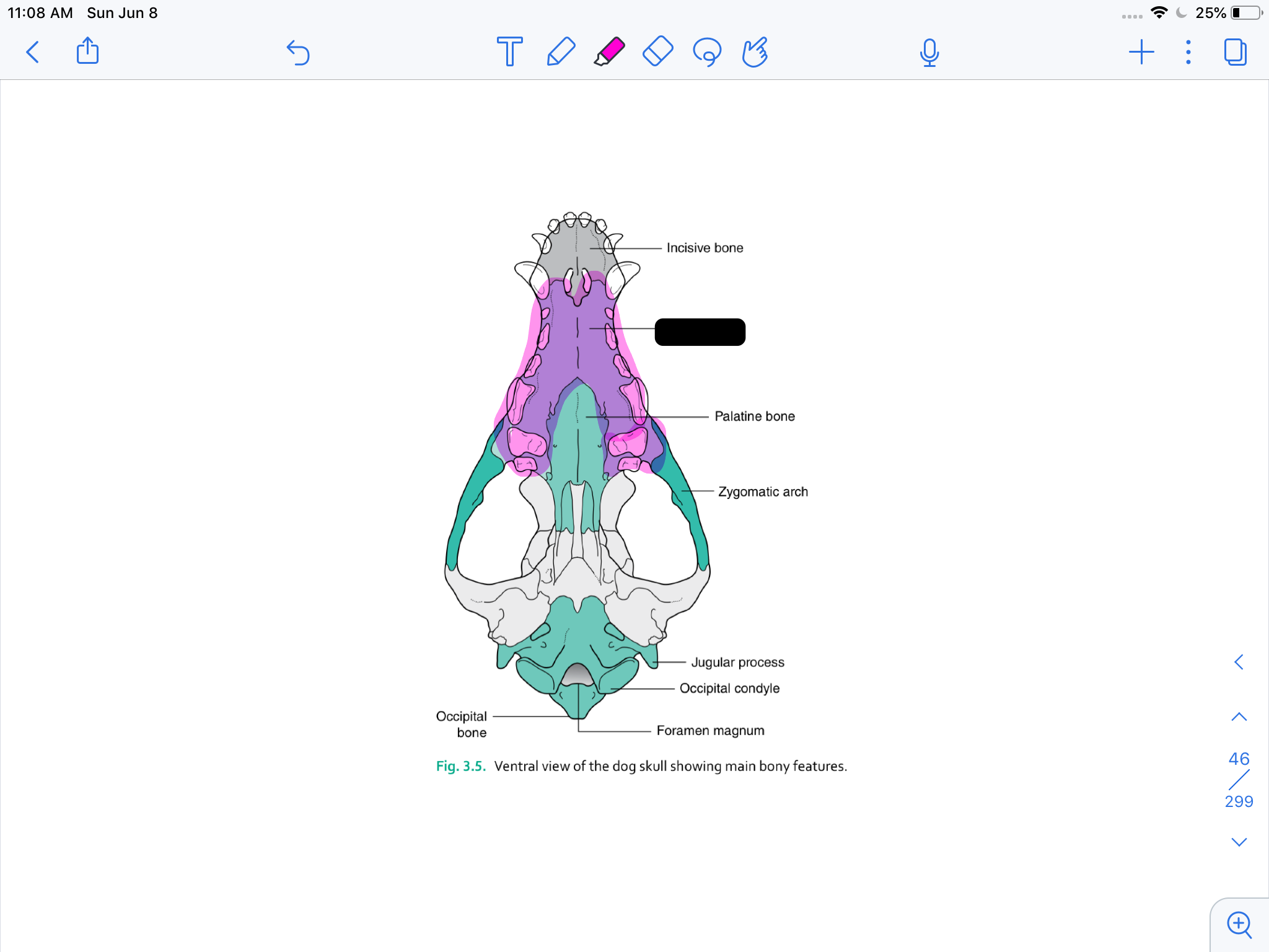 term image
