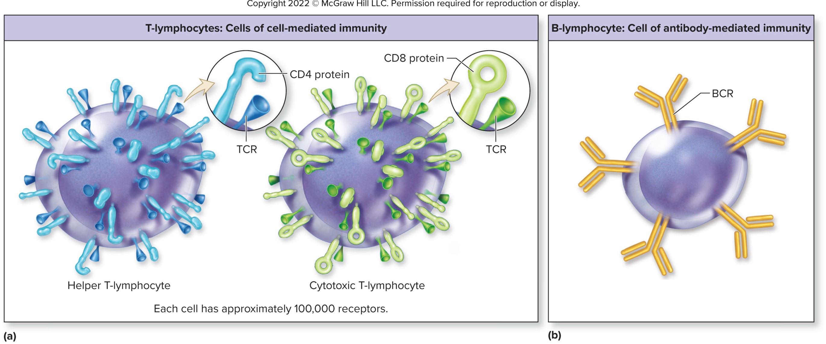 <p>act as “assassins” to destroy infected or harmful cells </p><ul><li><p>target cells already presenting the antigen</p></li></ul><p></p>