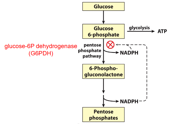 <p>Pentose Phosphate Pathway OVERALL</p>