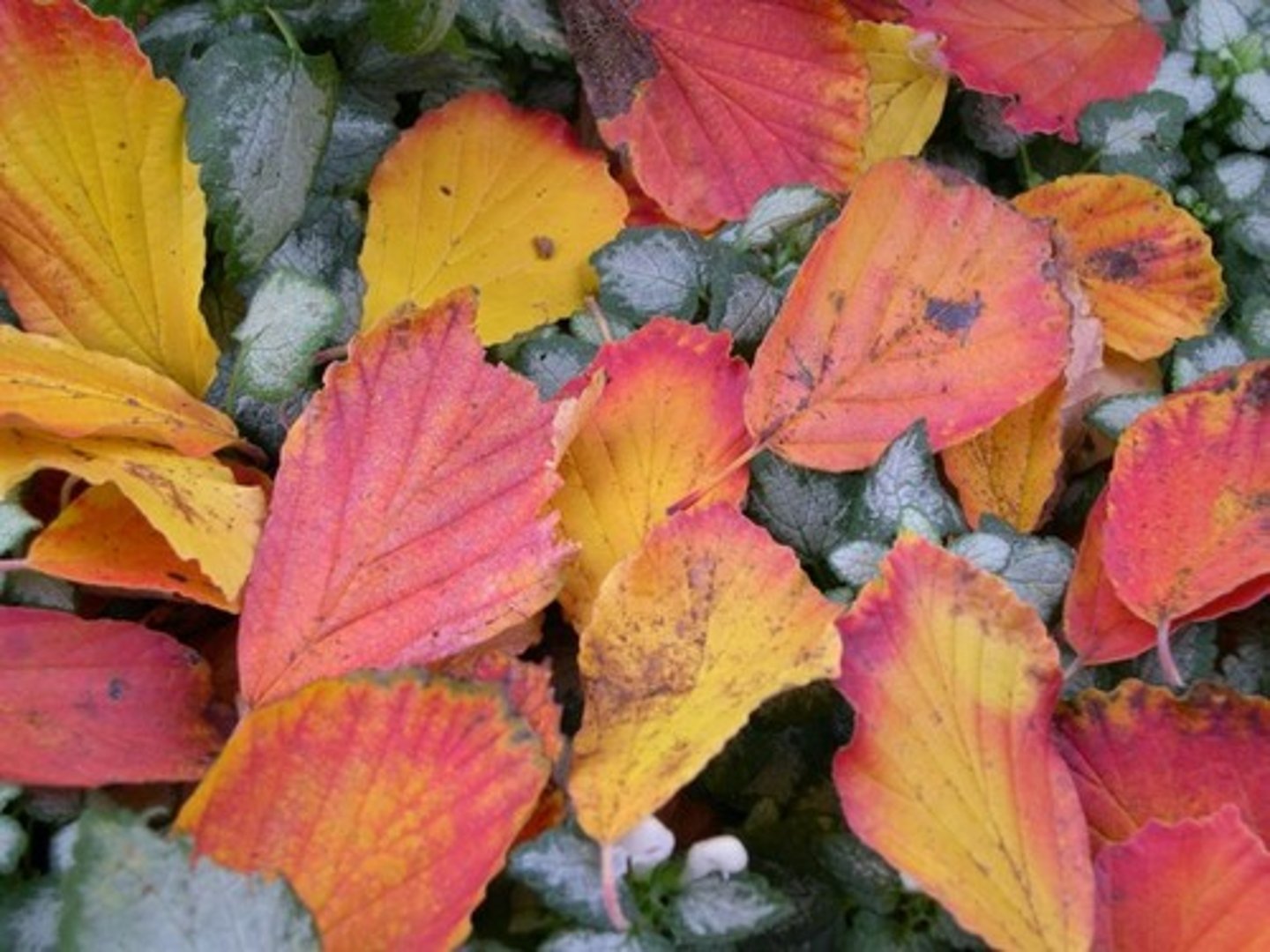 <p>Accessory pigments that broaden the spectrum of colors that can drive photosynthesis.</p>