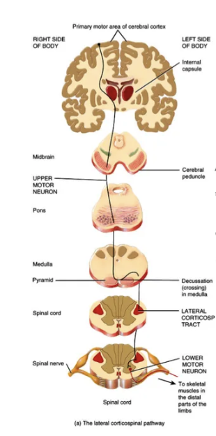 <p>many projections cross to the opposite hemisphere in the brain stem</p>