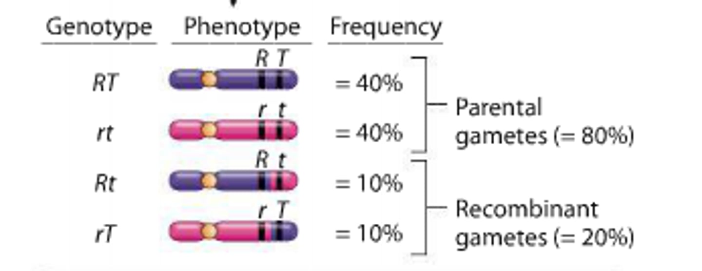 <p>genes on same chromosome, but some distance apart, allows some recombination</p>