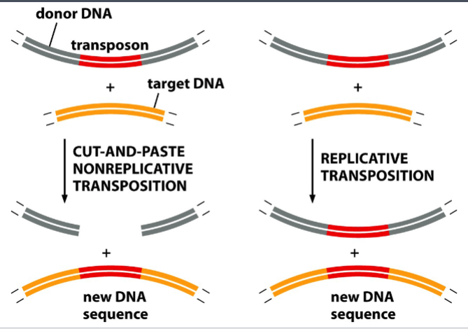 <p>nonreplicative transposition or replicative transposition</p>