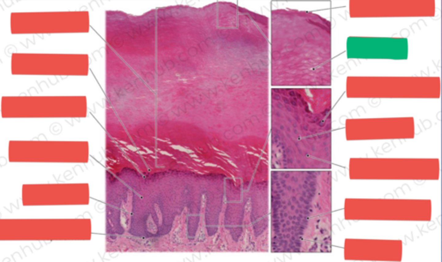 knowt flashcard image