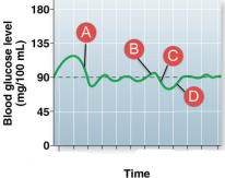 <p><span>At which point in time would beta cells be most active?</span></p>