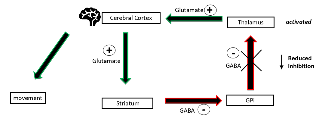 <p>cerebral cortex excite striatum which inhibits GPi, reducing its inhibitory effect on the thalamus, so thalamus can excite cerebral cortex more → movement</p>